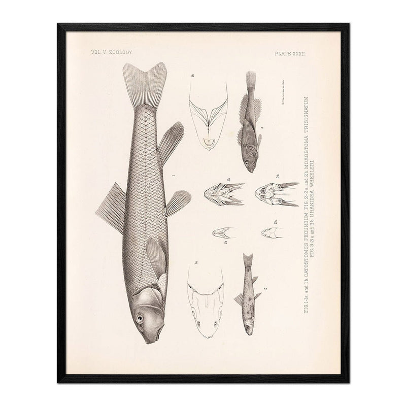 Suckers and Sculpin Art Print - Muir Way - Animals
