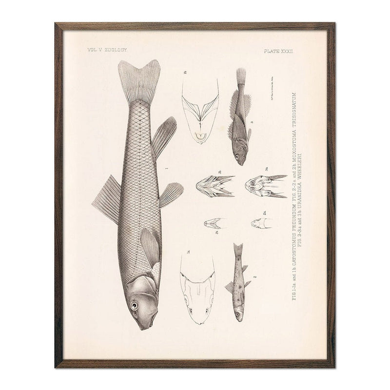 Suckers and Sculpin Art Print - Muir Way - Animals