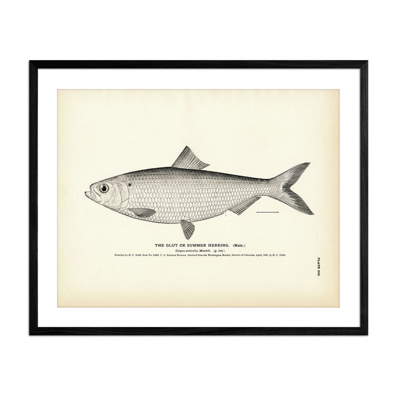 Glut Herring (Male) (Summer Herring) Art Print - Muir Way - Fisheries