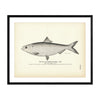 Glut Herring (Male) (Summer Herring) Art Print