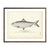 Vintage Glut Herring (Male) fish print