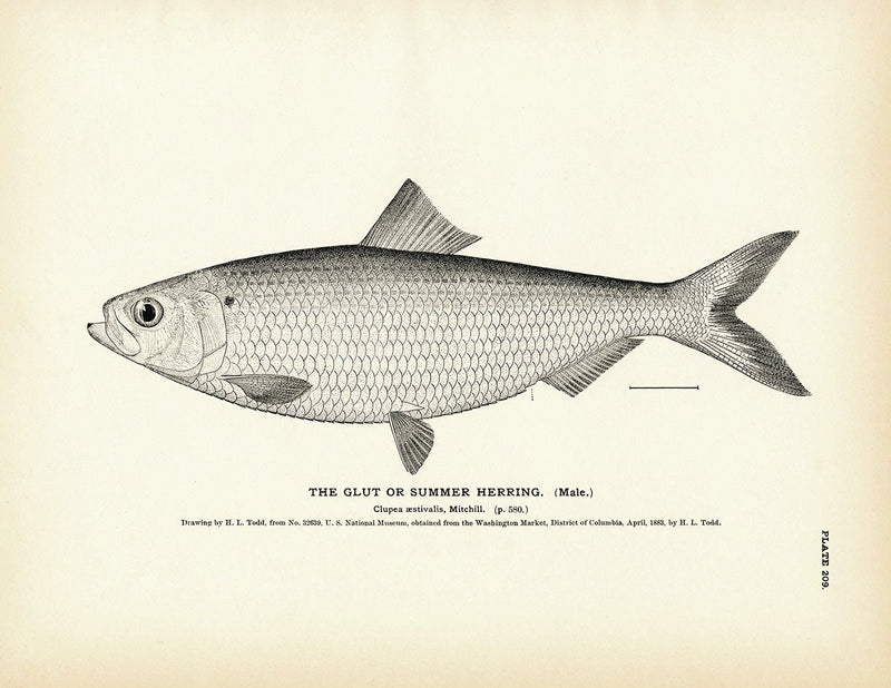 Glut Herring (Male) (Summer Herring) Art Print - Muir Way - Fisheries