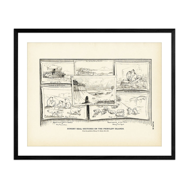 Sundry Seal Sketches Art Print - Muir Way - Fisheries
