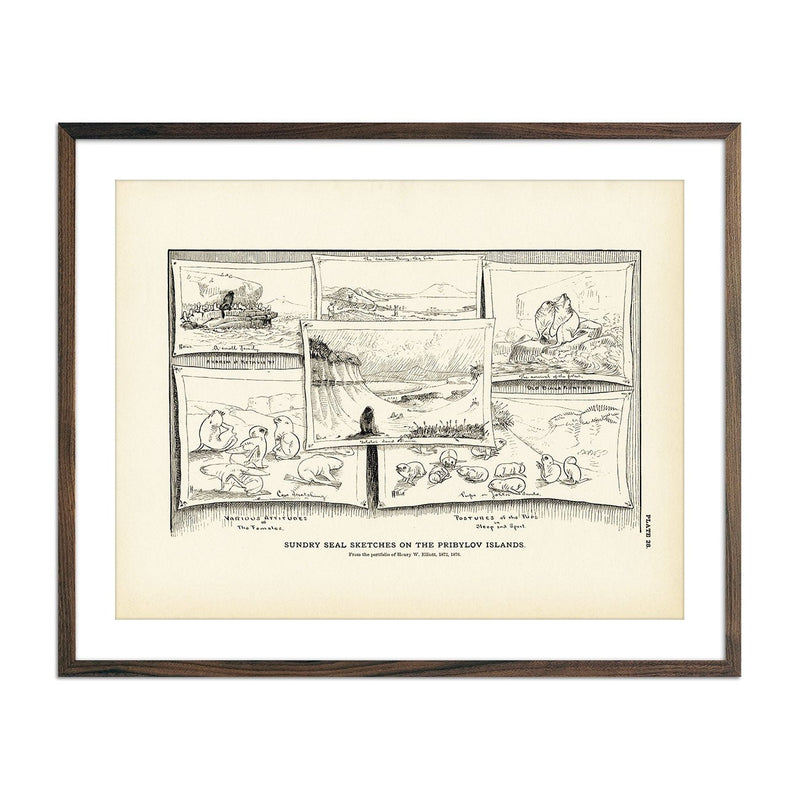 Sundry Seal Sketches Art Print - Muir Way - Fisheries
