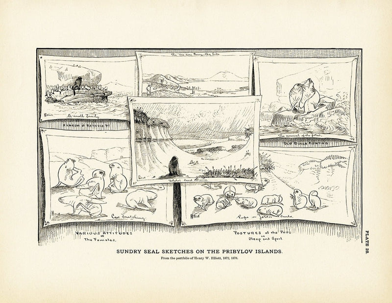 Sundry Seal Sketches Art Print - Muir Way - Fisheries