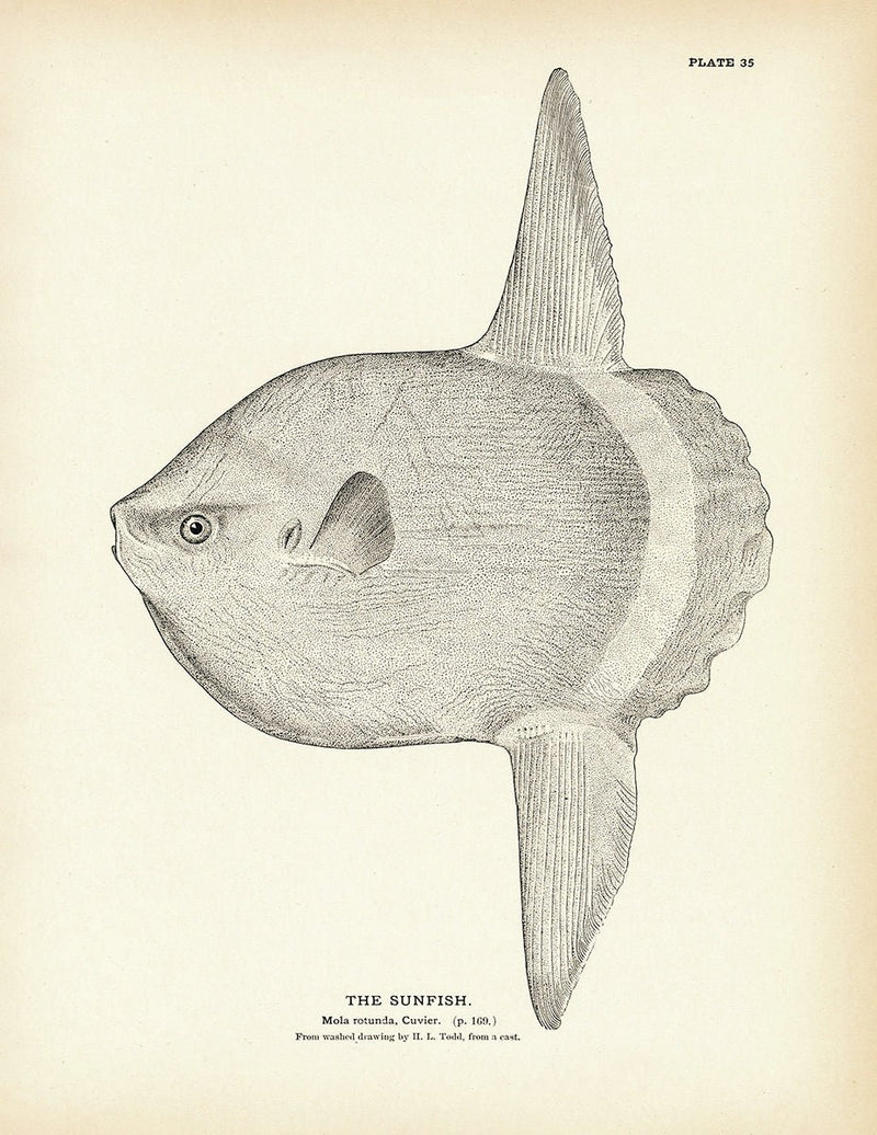 Sunfish Art Print - Muir Way - Fisheries