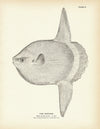 Sunfish Art Print