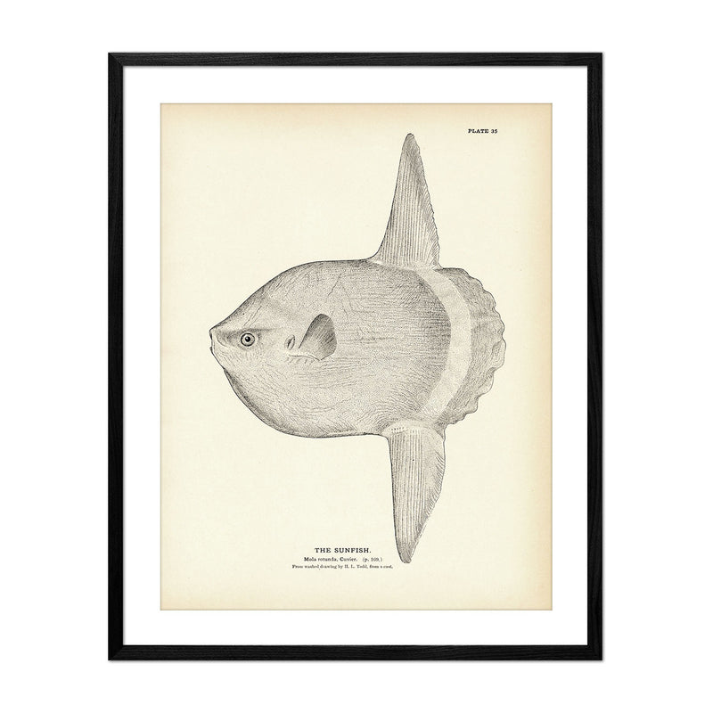 Vintage Sunfish print