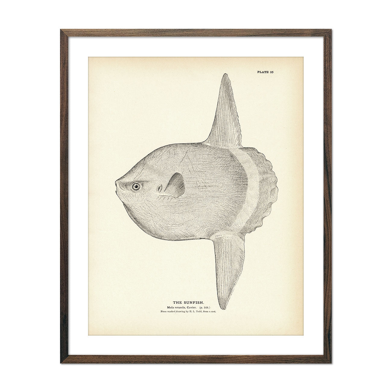 Vintage Sunfish print