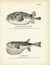 Swell-Fish (Burr-Fish) and Rabbit-Fish Art Print