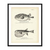 Swell-Fish (Burr-Fish) and Rabbit-Fish Art Print