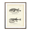 Vintage Swell-Fish and Rabbit-Fish print
