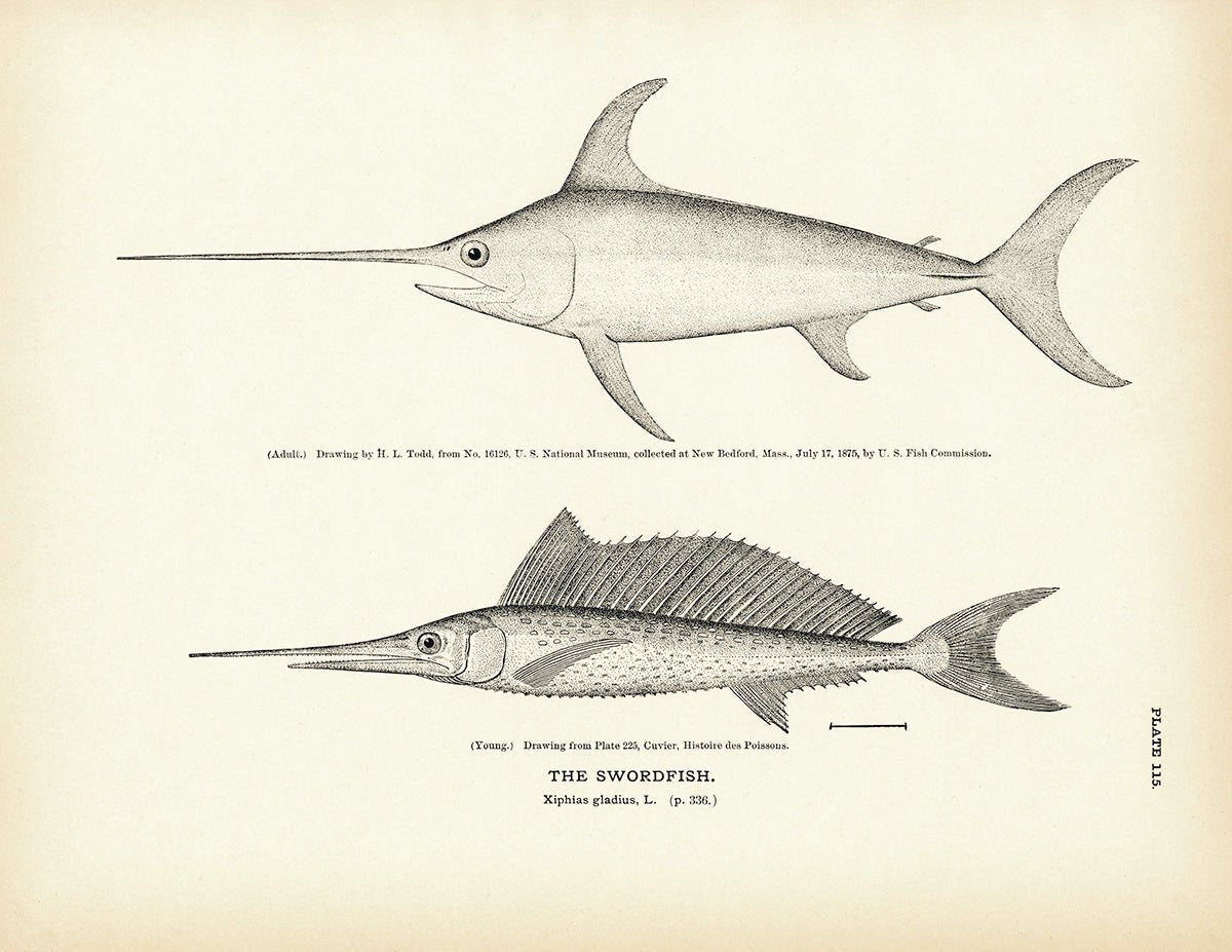 Swordfish - 1884 Print | Muir Way