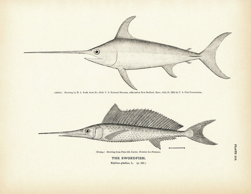 Swordfish Art Print - Muir Way - Fisheries