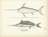 Swordfish Art Print