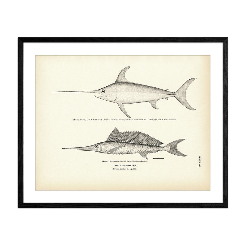 Swordfish Art Print - Muir Way - Fisheries