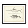 Swordfish Art Print