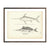 Vintage Swordfish print