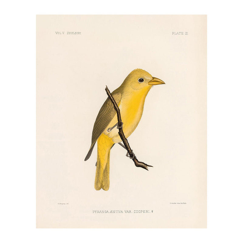 Tanager - Female Art Print - Muir Way - Animals