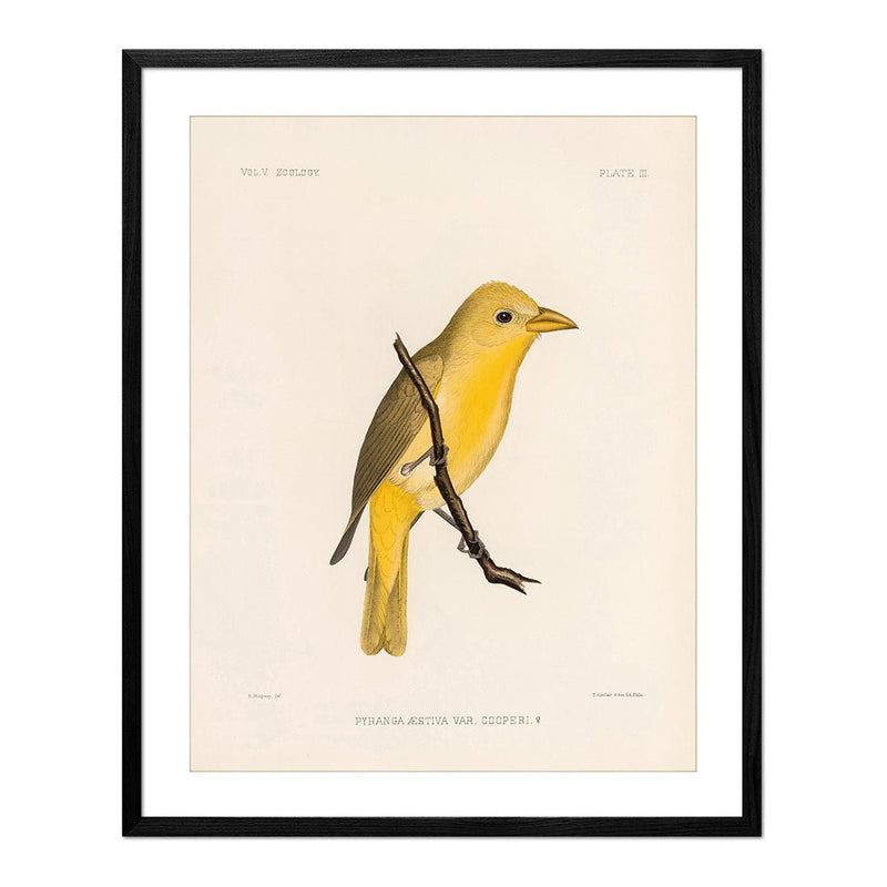 Tanager - Female Art Print - Muir Way - Animals