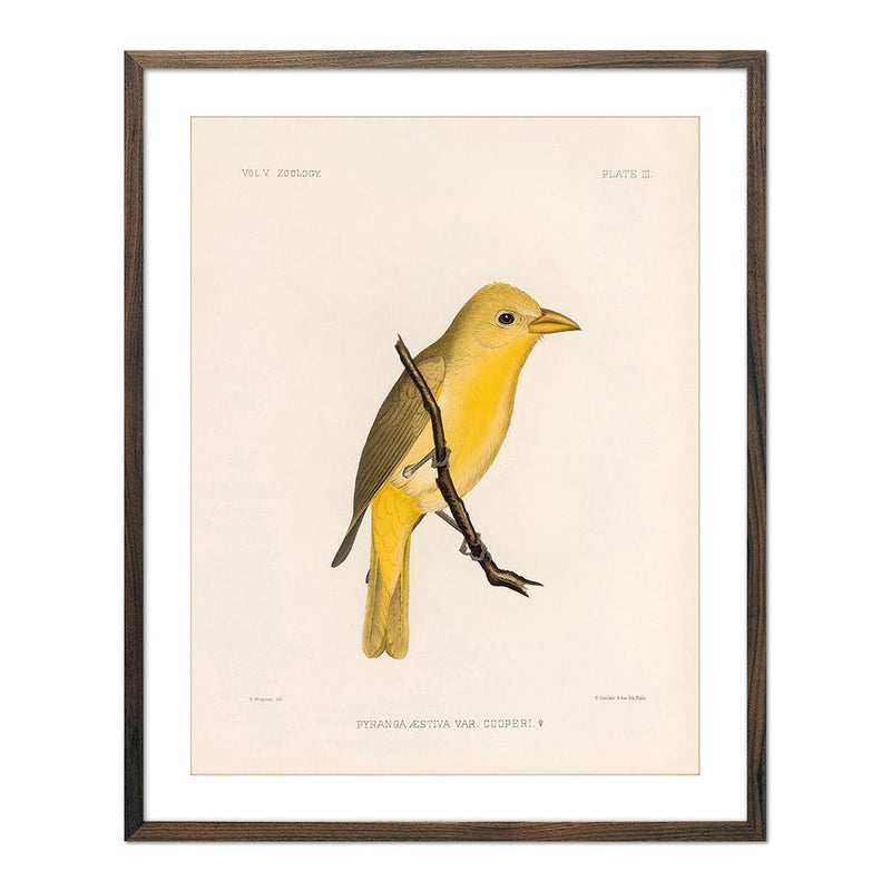 Tanager - Female Art Print - Muir Way - Animals