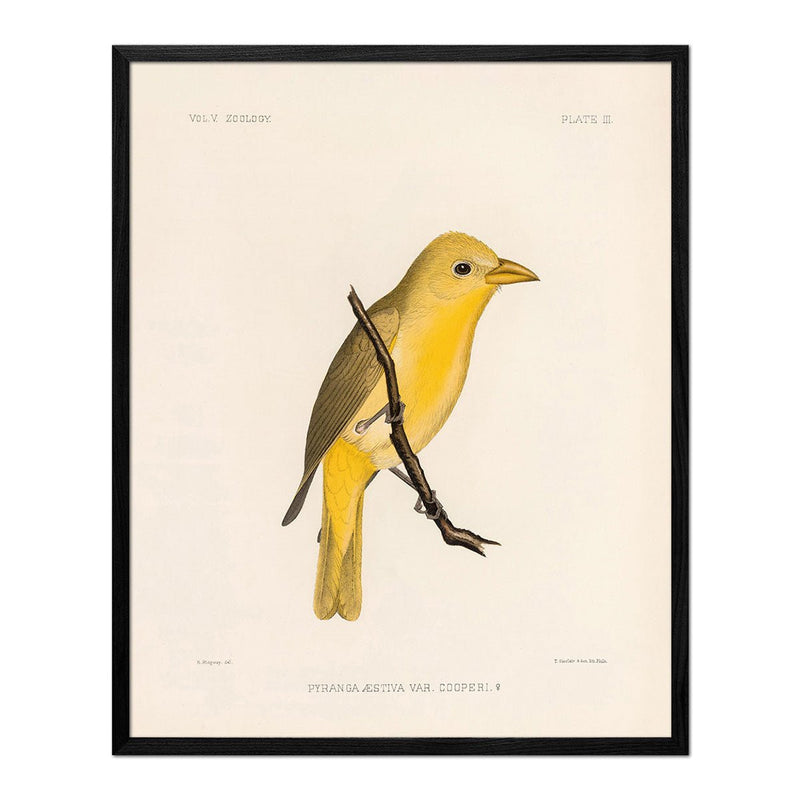 Tanager - Female Art Print - Muir Way - Animals