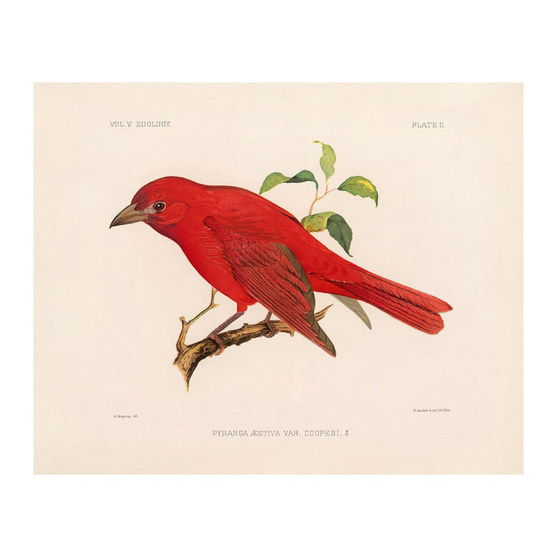 Tanager - Male Art Print - Muir Way - Animals