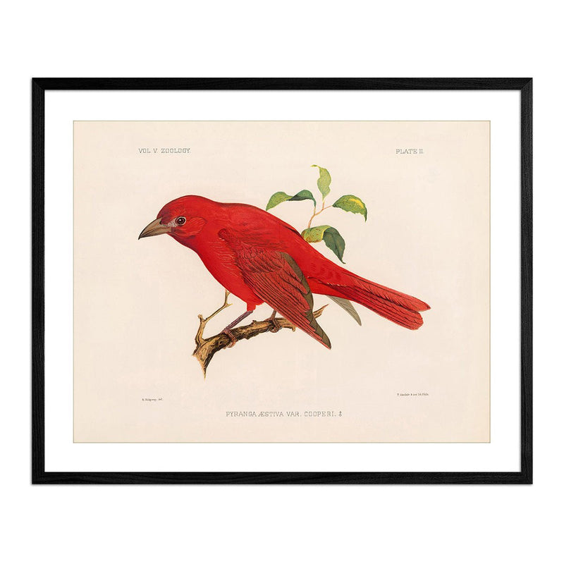 Tanager - Male Art Print - Muir Way - Animals
