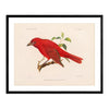 Tanager-Male Art Print