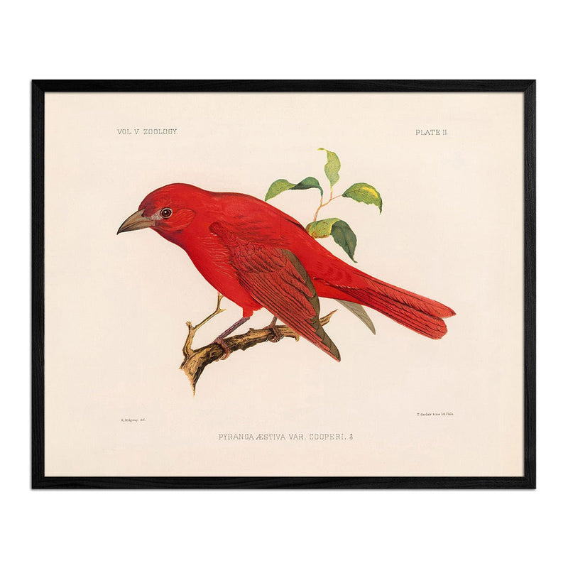 Tanager - Male Art Print - Muir Way - Animals