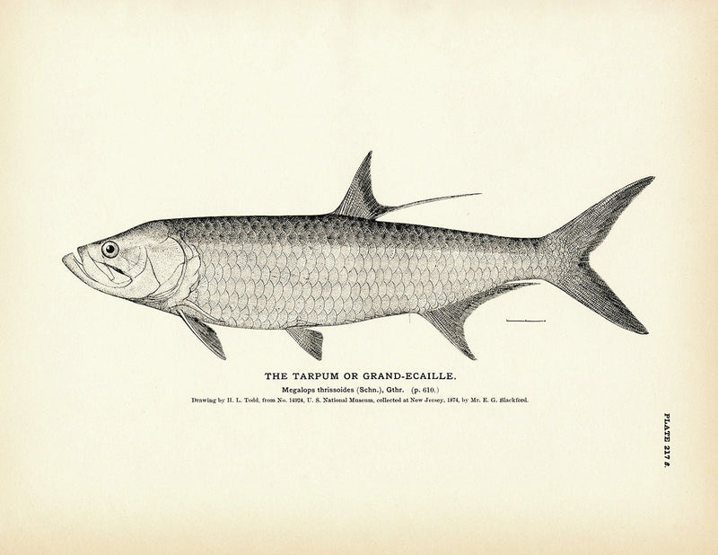 Tarpum (Grand - ecaille) Art Print - Muir Way - Fisheries
