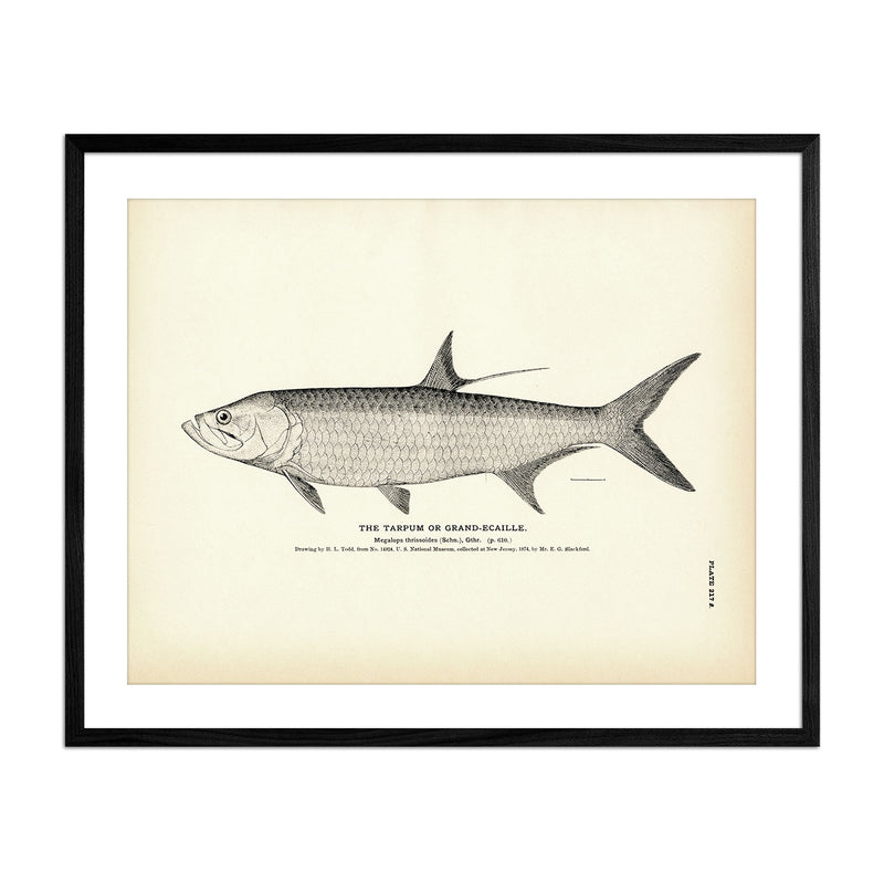 Tarpum (Grand - ecaille) Art Print - Muir Way - Fisheries
