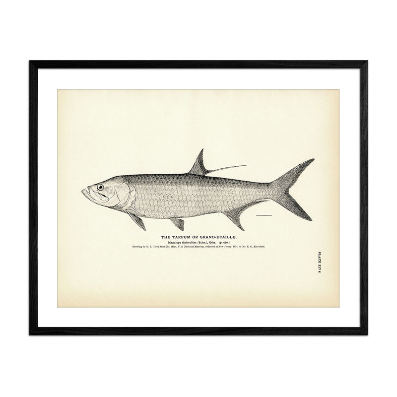 Vintage Tarpum fish print
