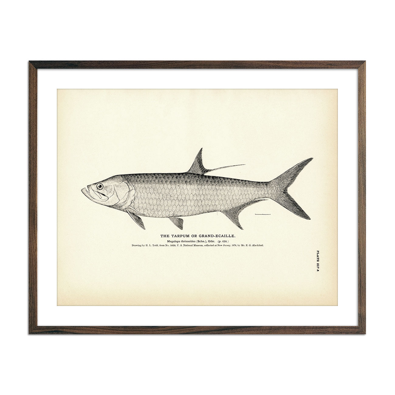 1884 Fish Print Drawings | Vintage Fish Prints – Tagged 