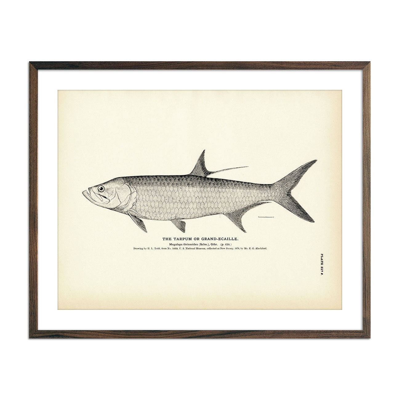 Vintage Tarpum fish print