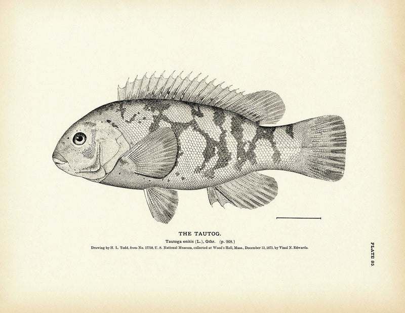 Tautog Art Print - Muir Way - Fisheries