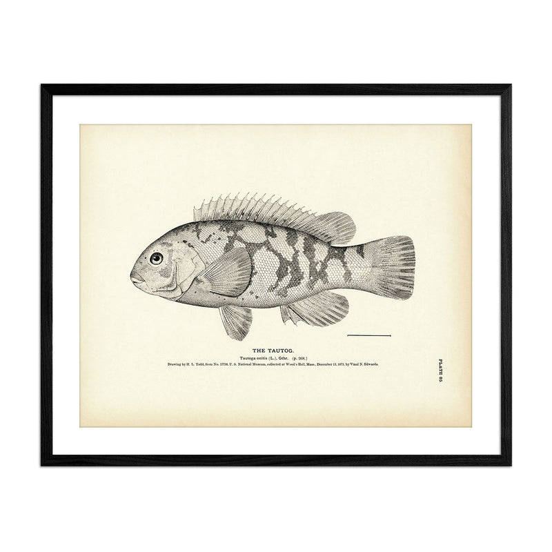 Tautog Art Print - Muir Way - Fisheries