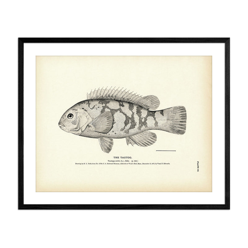 Vintage Taugtog fish print