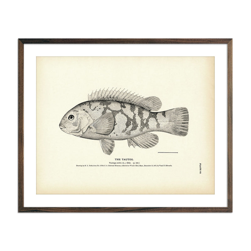 Tautog Art Print - Muir Way - Fisheries