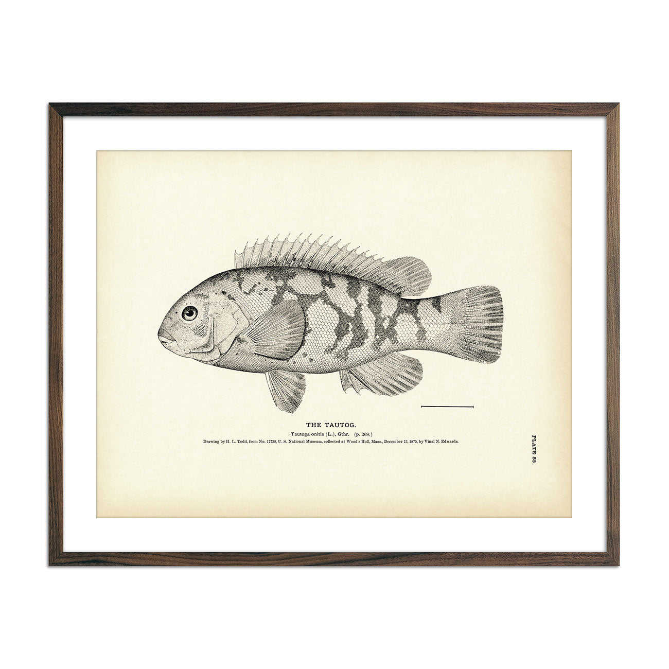 Vintage Taugtog fish print