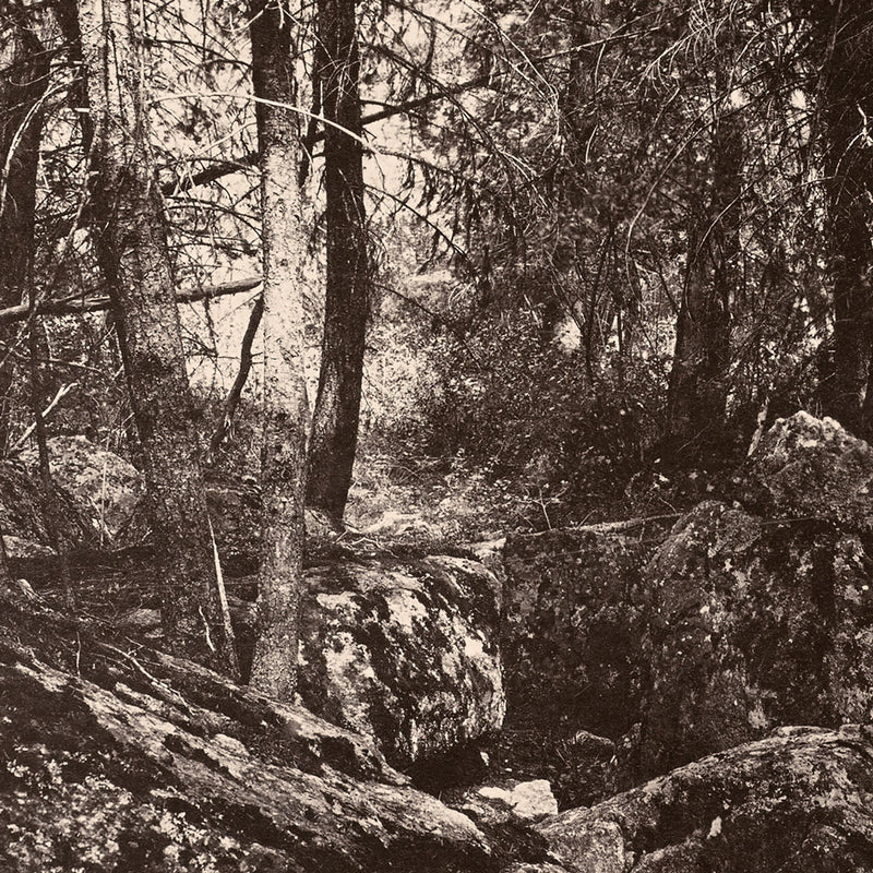 The Trail in the Woods, Gallatin Canyon, Yellowstone 1873 - Muir Way - Photograph