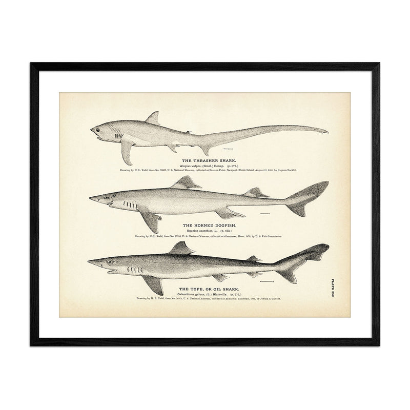 Thrasher Shark, Horned Dogfish, and Tope (Oil Shark) Art Print - Muir Way - Fisheries