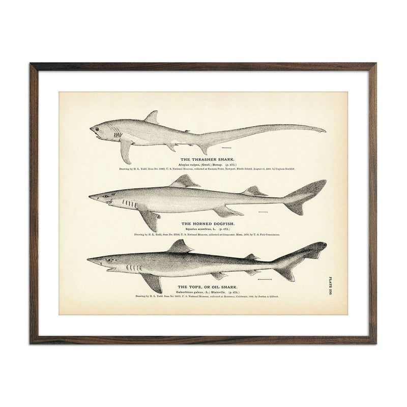 Thrasher Shark, Horned Dogfish, and Tope (Oil Shark) Art Print - Muir Way - Fisheries
