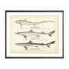 Vintage Thrasher Shark, Horned Dogfish and Tope fish print