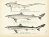 Thrasher Shark, Horned Dogfish, and Tope (Oil Shark) Art Print