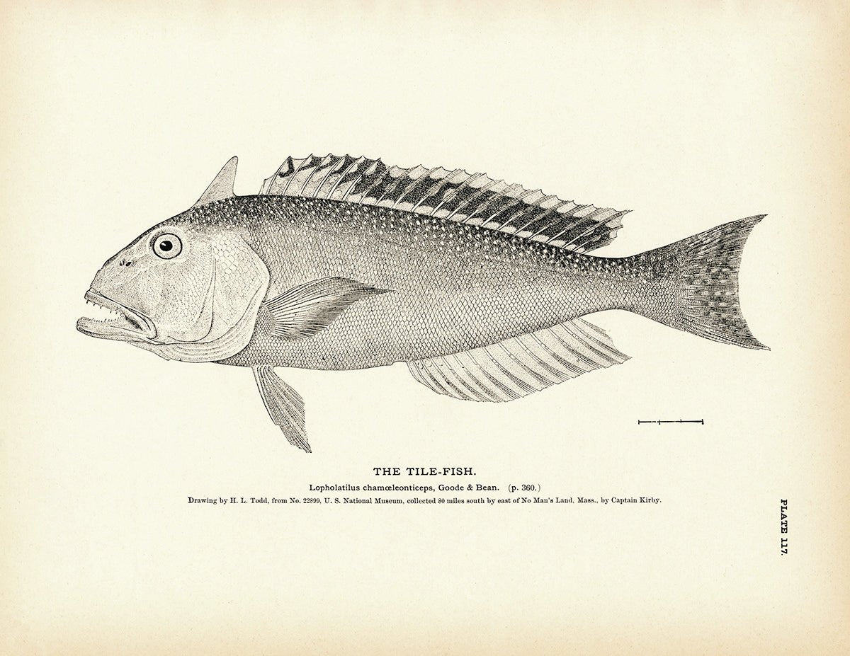 Tile-Fish - 1884 Print | Muir Way