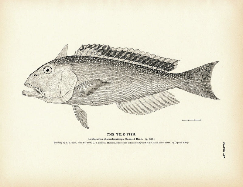 Tile - Fish Art Print - Muir Way - Fisheries
