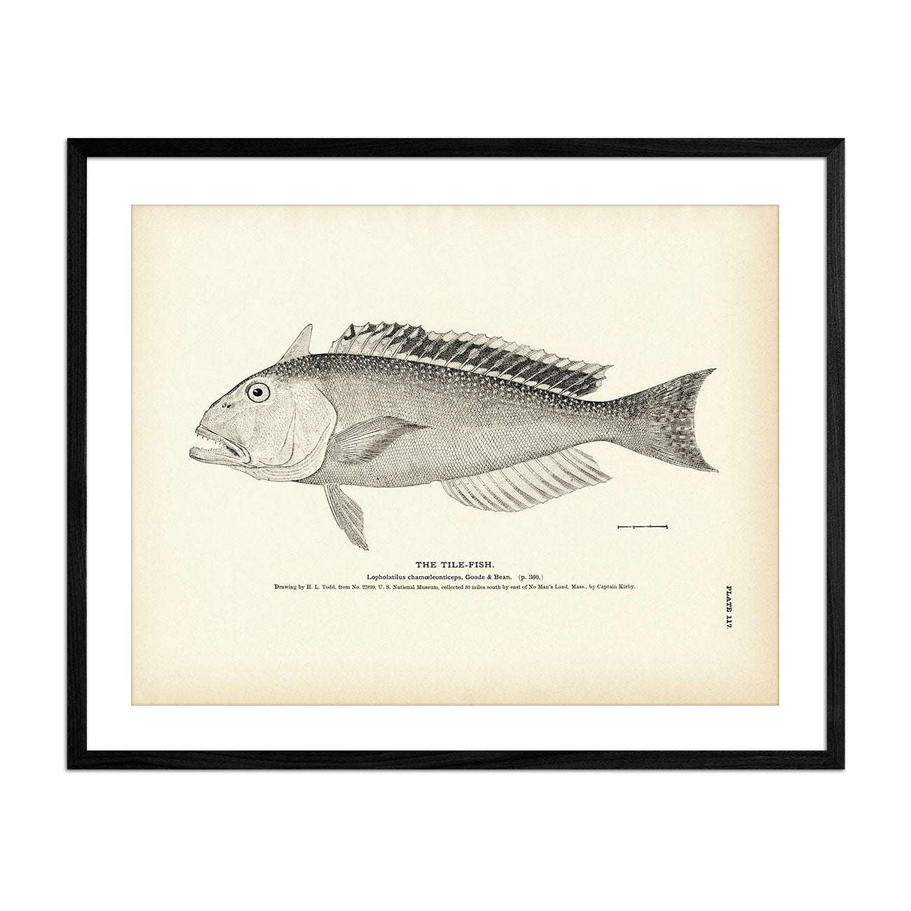 Tile-Fish - 1884 Print | Muir Way