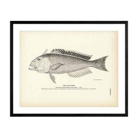 Tile-Fish - 1884 Print | Muir Way