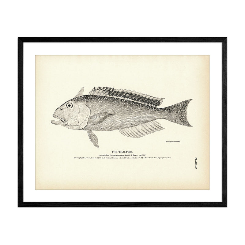 Tile - Fish Art Print - Muir Way - Fisheries